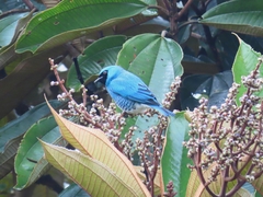 Tersina viridis