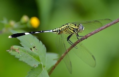 Orthetrum sabina