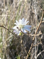 Hemizonia congesta luzulifolia