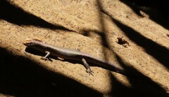 Lampropholis coggeri