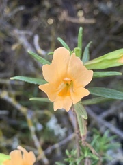 Diplacus