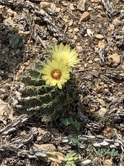 Hamatocactus setispinus