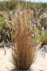 Corynephorus canescens