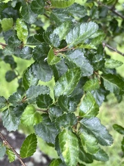 Nothofagus antarctica