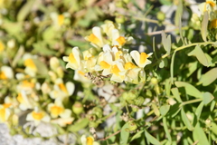 Linaria japonica