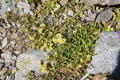 Linaria japonica