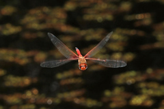 Tramea loewii