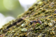 Camponotus rufipes