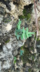 Pellaea atropurpurea
