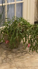 Schlumbergera truncata