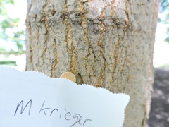 Morus alba