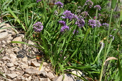 Allium spirale