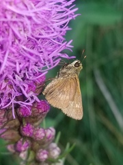 Polites themistocles