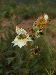 Chloraea bletioides