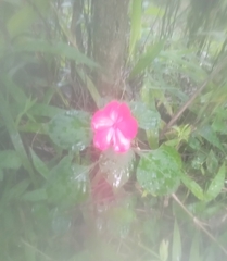 Impatiens walleriana image