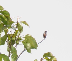 Chaetocercus mulsant