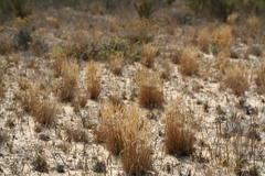 Corynephorus canescens