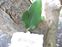 Morus alba