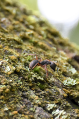 Camponotus rufipes