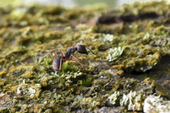 Camponotus rufipes