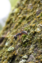 Camponotus rufipes