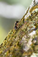 Camponotus rufipes