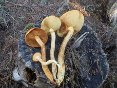 Gymnopilus luteocarneus