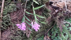 Epidendrum centropetalum