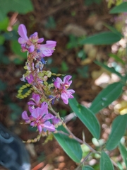 Desmodium incanum