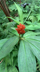 Costaceae