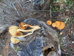 Gymnopilus luteocarneus