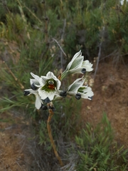 Chloraea bletioides