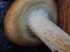 Gymnopilus luteocarneus