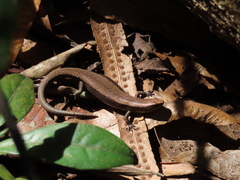 Lampropholis coggeri