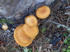 Gymnopilus luteocarneus