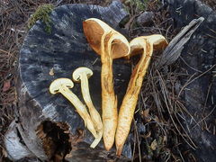 Gymnopilus luteocarneus