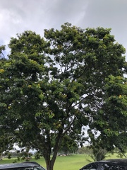 Paubrasilia echinata