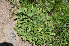 Aster spathulifolius
