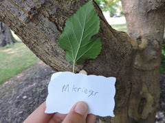 Morus alba