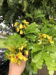 Paubrasilia echinata