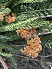 Anthemideae