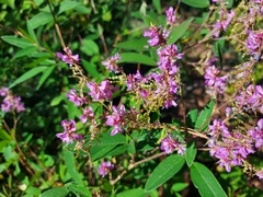 Desmodium incanum