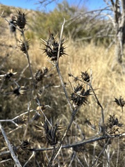 Datura quercifolia