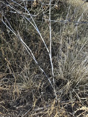Datura quercifolia