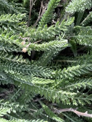 Anthemideae