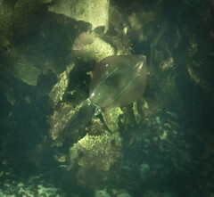 Sepioteuthis australis