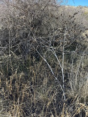 Datura quercifolia