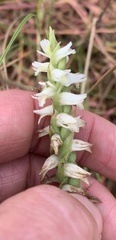 Spiranthes odorata