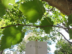 Morus alba