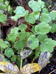 Vancouveria hexandra